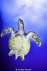 "Dive Bomb" 
Bloody Bay Wall, Little Cayman by Chase Darnell 